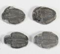 Lot: / Elrathia Trilobite Molt Fossils - Pieces #79027-2